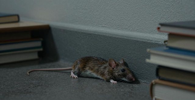 学校灭鼠方案及报价_学校灭鼠_校园灭鼠